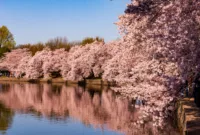 Hitachi Seaside Park