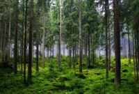Ilustrasi. Polisi mengusut dugaan kasus perambahan dan pembukaan lahan ilegal di Aceh yang merusak hutan serta ekosistemnya. (Foto: Pixabay)