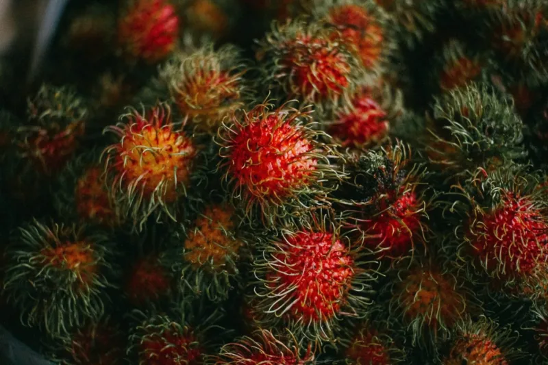 Tak Hanya Segar, Ini 7 Manfaat Rambutan untuk Tubuh