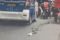 Viral Ular Sanca Batik Tersesat di Jalanan Jakarta, Aksinya Bikin Deg-degan Netizen!
