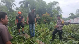 Pohon Tumbang di Barru, Polisi Pastikan Lokasi Aman
