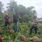 Pohon Tumbang di Barru, Polisi Pastikan Lokasi Aman