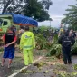 Pohon Tumbang Bikin Jalan â€œSyokâ€, Polisi Barru Bergerak