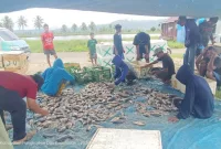 Panen Perdana Pokdakan Maju Bersama Merah Putih Hasilkan Nila Berton-ton