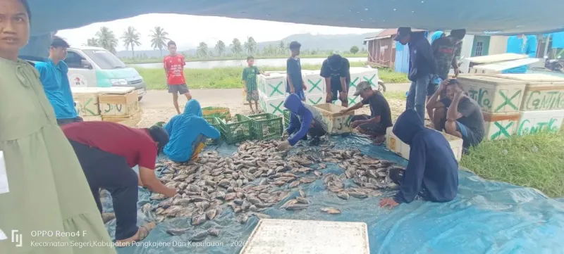 Panen Perdana Pokdakan Maju Bersama Merah Putih Hasilkan Nila Berton-ton