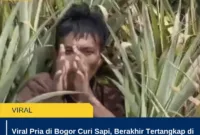 Viral Pria di Bogor Curi Sapi, Berakhir Tertangkap di Ladang Nanas: Dugaan Motif Ekonomi Jadi Sorotan