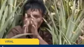 Viral Pria di Bogor Curi Sapi, Berakhir Tertangkap di Ladang Nanas: Dugaan Motif Ekonomi Jadi Sorotan