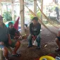 Warga Dusun Jempulu, Desa Pujananting, Kabupaten Barru, mengaku menggantungkan hidup dari beternak sapi (Foto: Redaksiku.com)