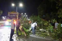 Demi Kelancaran Arus Lalu Lintas, Polisi Barru Bersihkan Pohon Tumbang