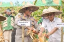 Polres Barru Panen Raya Jagung, Kapolres: Wujud Dukungan Ketahanan Pangan Nasional