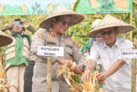 Polres Barru Panen Raya Jagung, Kapolres: Wujud Dukungan Ketahanan Pangan Nasional