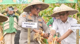 Polres Barru Panen Raya Jagung, Kapolres: Wujud Dukungan Ketahanan Pangan Nasional