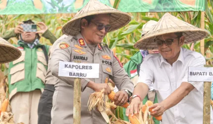 POLRES BARRU PANEN RAYA JAGUNG, KAPOLRES: WUJUD DUKUNGAN KETAHANAN PANGAN NASIONAL