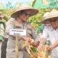 Polres Barru Panen Raya Jagung, Kapolres: Wujud Dukungan Ketahanan Pangan Nasional