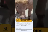Kerbau Albino Pink Dijuluki “Donald Trump” Hebohkan Warga Narayanganj