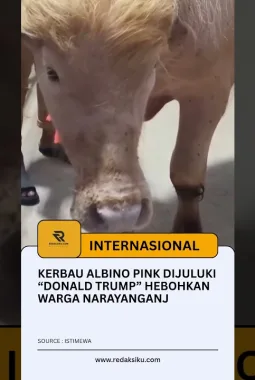 Kerbau Albino Pink Dijuluki “Donald Trump” Hebohkan Warga Narayanganj