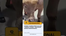 Kerbau Albino Pink Dijuluki “Donald Trump” Hebohkan Warga Narayanganj