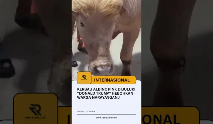 KERBAU ALBINO PINK DIJULUKI “DONALD TRUMP” HEBOHKAN WARGA NARAYANGANJ