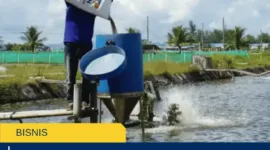 Persiapan Kolam yang Sering Diremehkan: Fondasi Sukses Sebelum Tebar