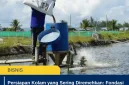 Persiapan Kolam yang Sering Diremehkan: Fondasi
Sukses Sebelum Tebar