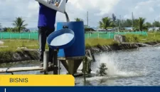Persiapan Kolam yang Sering Diremehkan: Fondasi
Sukses Sebelum Tebar
