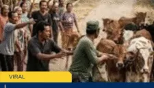 Waspada! 5 Fakta Video Oknum TNI Ambil Lembu Disebut Hoaks