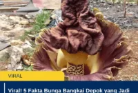 Viral! 5 Fakta Bunga Bangkai Depok yang Jadi Tontonan Warga