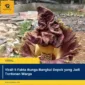Viral! 5 Fakta Bunga Bangkai Depok yang Jadi Tontonan Warga