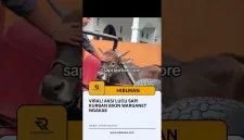 Viral! Aksi Lucu Sapi Kurban Bikin Warganet Ngakak