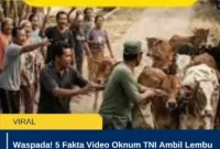 Waspada! 5 Fakta Video Oknum TNI Ambil Lembu Disebut Hoaks