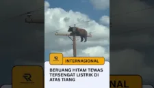 Beruang Hitam Tewas Tersengat Listrik di Atas Tiang