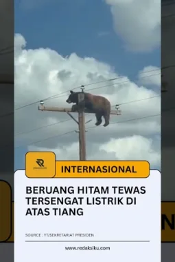 Beruang Hitam Tewas Tersengat Listrik di Atas Tiang