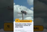Beruang Hitam Tewas Tersengat Listrik di Atas Tiang