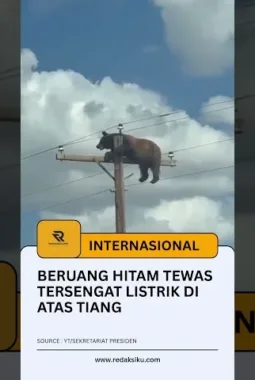 Beruang Hitam Tewas Tersengat Listrik di Atas Tiang