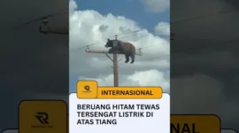 Beruang Hitam Tewas Tersengat Listrik di Atas Tiang