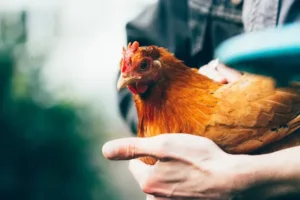 Ilustrasi. Berikut fakta lengkap kasus pencuri ayam di Bali, mulai dari kronologi kejadian, rekam jejak korban, hingga penetapan lima tersangka. (Foto: Unsplash)