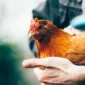 Kasus Pencuri Ayam di Bali Viral, Simak Kronologi hingga Perkembangan Terbarunya