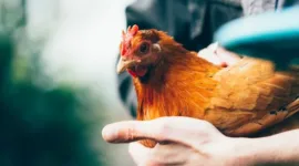 Kasus Pencuri Ayam di Bali Viral, Simak Kronologi hingga Perkembangan Terbarunya