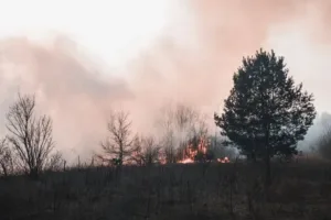 10 Cara Mencegah Kebakaran Hutan, Ini Langkah Sederhana yang Bisa Dilakukan agar Tidak Meluas Simak cara mencegah kebakaran hutan, mulai dari menghindari pembakaran lahan hingga menjaga sumber api agar tidak memicu kebakaran. (Foto: Pexels)