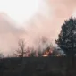 ‎10 Cara Mencegah Kebakaran Hutan, Ini Langkah Sederhana yang Bisa Dilakukan agar Tidak Meluas