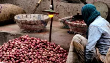 Ilustrasi buruh kupas bawang Rp700 ribu menuai perhatian. (Foto: Unsplash)