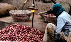 Upah Buruh Kupas Bawang Rp700 Ribu Jadi Sorotan, Ini Fakta Upah Sebenarnya di Indonesia