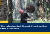 B50 Bikin Kebutuhan Sawit Melonjak, Pemerintah Kejar Produksi CPO Indonesia