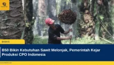 B50 Bikin Kebutuhan Sawit Melonjak, Pemerintah Kejar Produksi CPO Indonesia