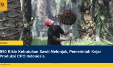 B50 Bikin Kebutuhan Sawit Melonjak, Pemerintah Kejar Produksi CPO Indonesia
