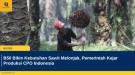 B50 Bikin Kebutuhan Sawit Melonjak, Pemerintah Kejar Produksi CPO Indonesia