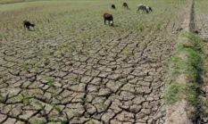 Dampak El Nino: Pemerintah Kaji Opsi Impor Pangan Akibat Krisis