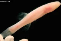 Spesies ikan gua baru Demogorgonichthys arcanus yang ditemukan di Gua Bobcat, Alabama.
