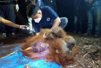 Orang Utan Terjebak Karhutla — Induk dan anak orang utan yang terjebak karhutla di Kotawaringin Timur diselamatkan BKSDA Kalteng.