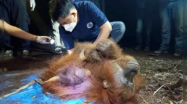 Orang Utan Terjebak Karhutla di Kalteng Diselamatkan BKSDA